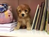 Mükemmel Orjinallikte Maltipoo Bebekler