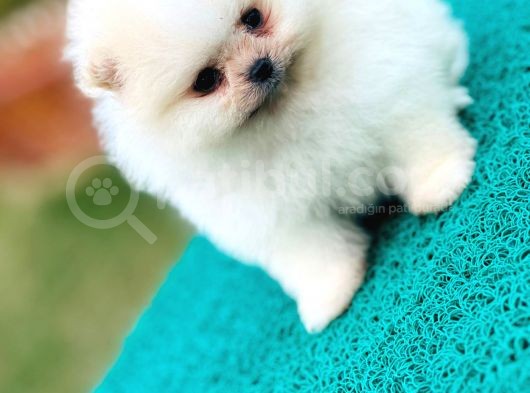 Pomeranian Boo Teddy Bear görsel