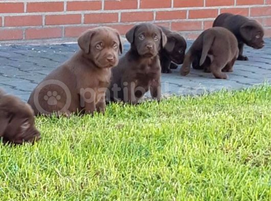 Çi̇ftli̇ği̇mi̇zden Bebek Surat Çi̇kolata Labrador Yavrular görsel