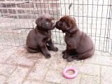 Çi̇ftli̇ği̇mi̇zden Bebek Surat Çi̇kolata Labrador Yavrular
