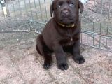 Çi̇ftli̇ği̇mi̇zden Bebek Surat Çi̇kolata Labrador Yavrular