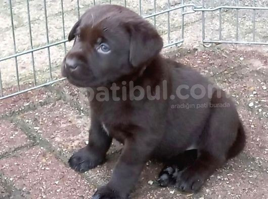 Çi̇ftli̇ği̇mi̇zden Bebek Surat Çi̇kolata Labrador Yavrular görsel