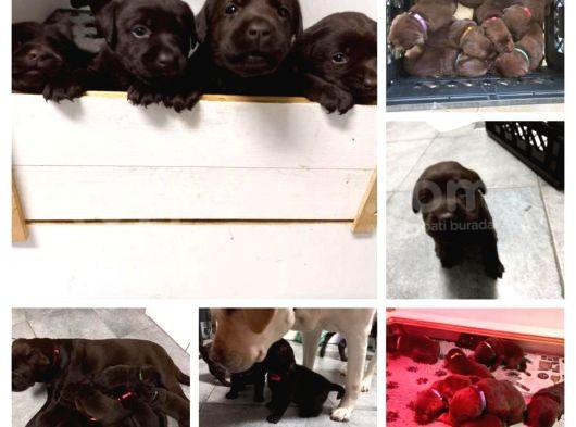 Çi̇ftli̇ği̇mi̇zden Bebek Surat Çi̇kolata Labrador Yavrular görsel