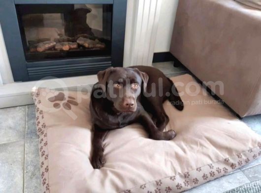 Çi̇ftli̇ği̇mi̇zden Bebek Surat Çi̇kolata Labrador Yavrular görsel
