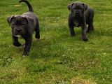 Çi̇ftli̇ği̇mi̇zden Irk Garanti̇li̇ Cane Corso Yavrular