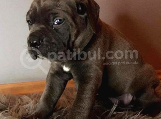 Çi̇ftli̇ği̇mi̇zden Irk Garanti̇li̇ Cane Corso Yavrular görsel