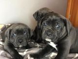 Çi̇ftli̇ği̇mi̇zden Irk Garanti̇li̇ Cane Corso Yavrular