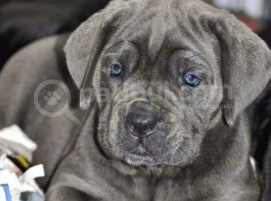 Çi̇ftli̇ği̇mi̇zden Irk Garanti̇li̇ Cane Corso Yavrular görsel