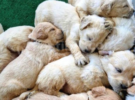 Üreti̇m Çi̇ftli̇ği̇mi̇zden Yeni̇ Doğan Golden Yavrular görsel