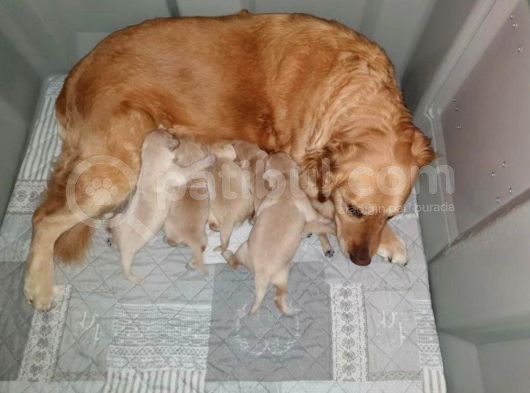 Üreti̇m Çi̇ftli̇ği̇mi̇zden Yeni̇ Doğan Golden Yavrular görsel