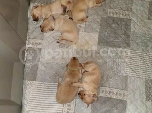Üreti̇m Çi̇ftli̇ği̇mi̇zden Yeni̇ Doğan Golden Yavrular görsel
