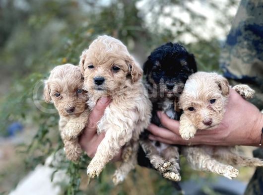 Çi̇ftli̇ği̇mi̇zden Bebek Surat Malti̇poo Yavrular görsel