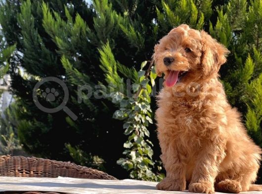 Mükemmel Kali̇tede Toy Poodle Yavru görsel