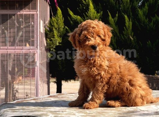 Mükemmel Kali̇tede Toy Poodle Yavru görsel