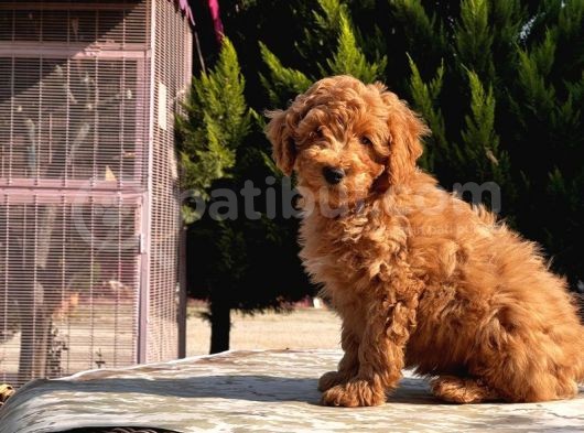Mükemmel Kali̇tede Toy Poodle Yavru görsel