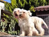 Beyaz Mi̇nyatür Schnauzer Yavrular