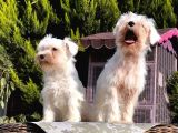 Beyaz Mi̇nyatür Schnauzer Yavrular