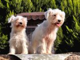 Beyaz Mi̇nyatür Schnauzer Yavrular