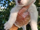 Husky Yavrular