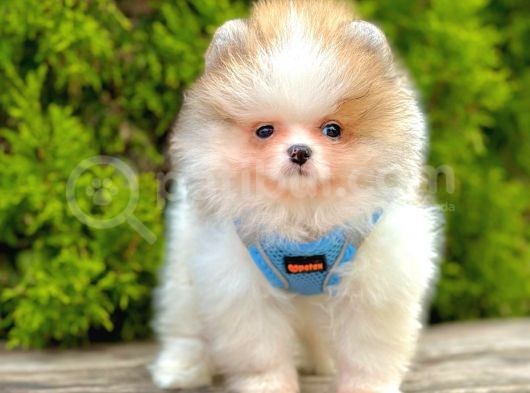 Safkan Teddy Bear Pomeranian Boo Yavrularımız görsel