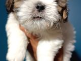 Shih Tzu Yavrular