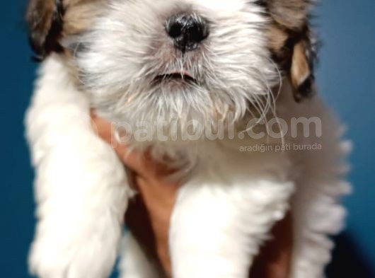 Shih Tzu Yavrular görsel