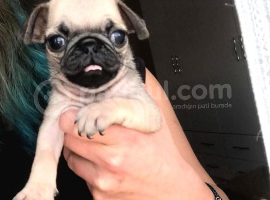 Pug Yavrular