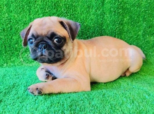 A Kali̇te Üreti̇mden Pug Mops Yavrulari görsel