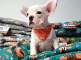 A Kali̇te Fransiz Bulldog Yavrulari