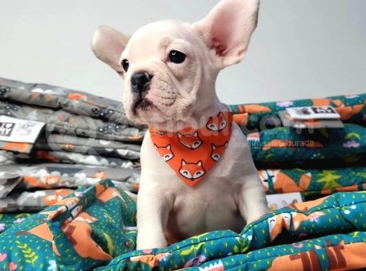 A Kali̇te Fransiz Bulldog Yavrulari görsel