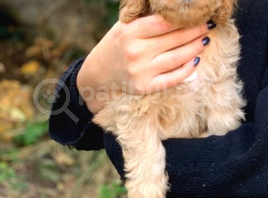 2 Aylık Erkek Ve Dişi Cavapoo Yavrularımız görsel