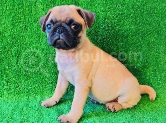 A Kali̇te Üreti̇mden Pug Mops Yavrulari