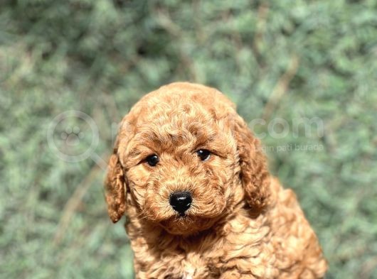Show Kalite Toy Poodle Yavrular görsel