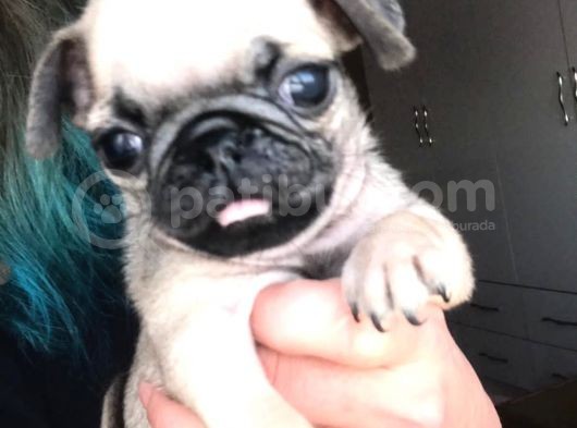 Pug Yavrular görsel