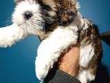Shih Tzu Yavrular