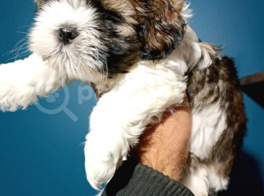 Shih Tzu Yavrular görsel
