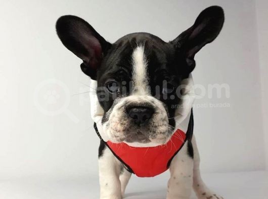 Irk Ve Sağlik Garanti̇li̇ French Bulldog Yavrulari görsel