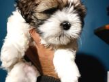 Shih Tzu Yavrular