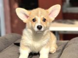 Turkiyede Tek Orjinal Welsh Corgi Bebekler