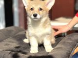 Turkiyede Tek Orjinal Welsh Corgi Bebekler