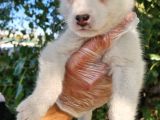 Husky Yavrular