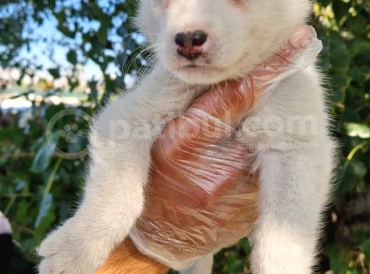 Husky Yavrular görsel