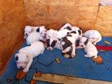 French Bulldog Yavrular