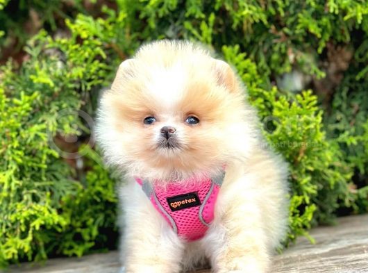 Safkan Teddy Bear Pomeranian Boo Yavrularımız