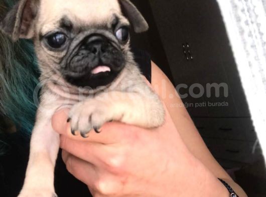 Pug Yavrular görsel
