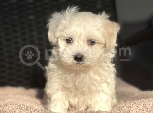 Show Kalite Maltese Terier Bebekler görsel
