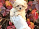 Show Kalite Maltipoo Bebekler