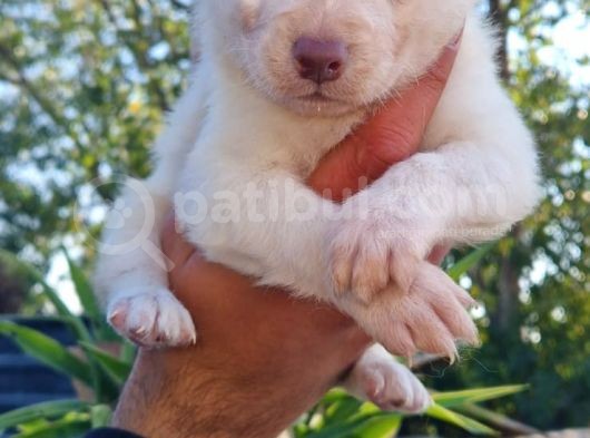 Husky Yavrular görsel