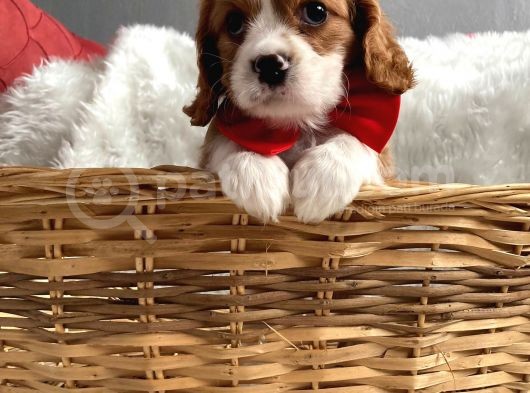 Cavalier King Charles