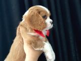 Cavalier King Charles